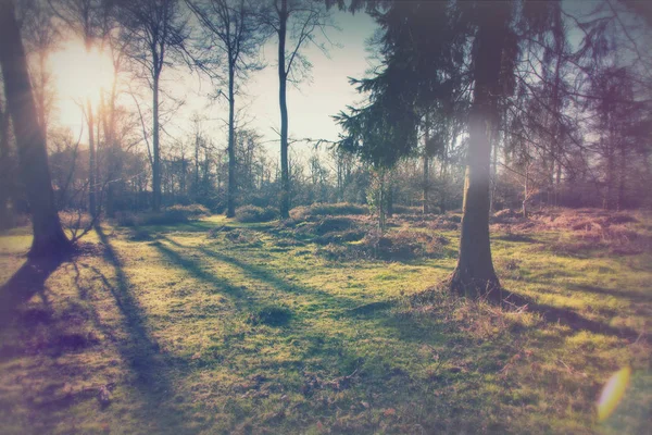 Låg solen genom träden i skogen — Stockfoto