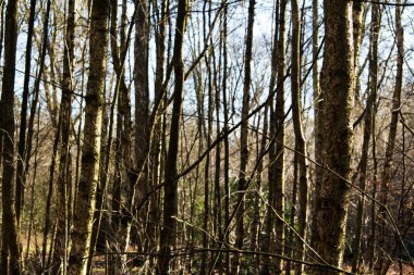 Ormandaki ağaçlar sayesinde düşük güneş