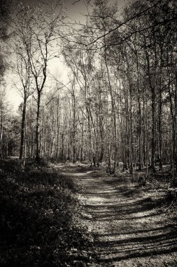 Ormandaki ağaçlar sayesinde düşük güneş