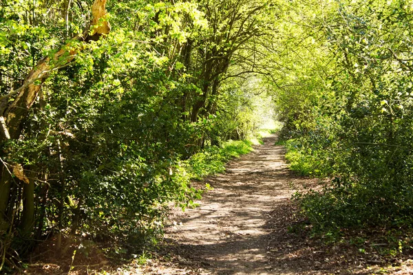 Basso sole tra gli alberi nel bosco — Foto Stock