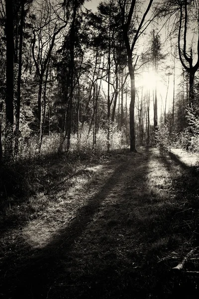 Sol bajo a través de los árboles en el bosque —  Fotos de Stock