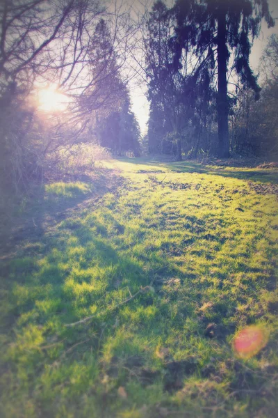 Faible soleil à travers les arbres dans les bois — Photo