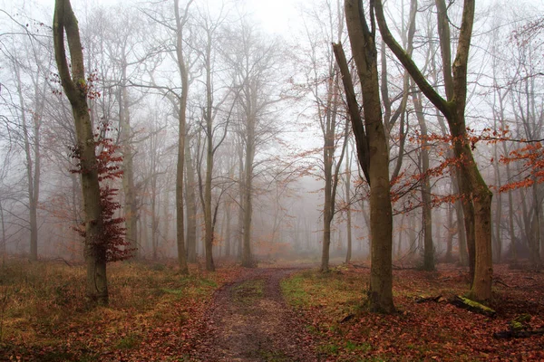 Ελληνικά δάση την ομιχλώδη ομίχλη το πρωί — Φωτογραφία Αρχείου