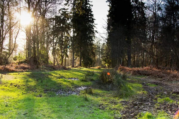 Low sun through trees in the woods — Stock Photo, Image