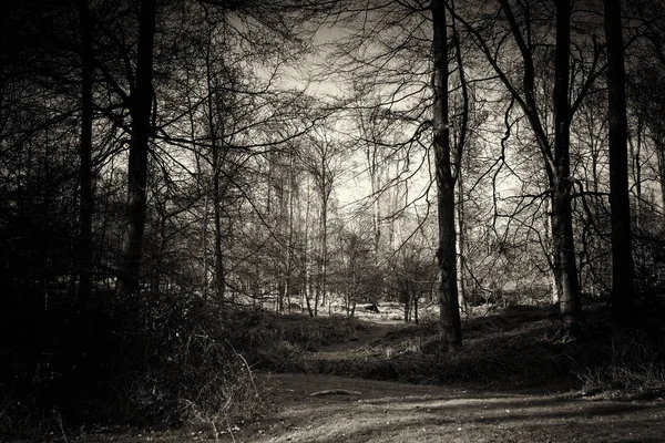 Sol bajo a través de los árboles en el bosque —  Fotos de Stock