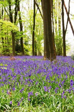 İngilizce bir ormanlık yerde büyüyen bluebells