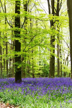 İngilizce bir ormanlık yerde büyüyen bluebells