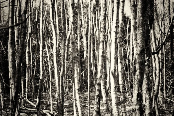 Sol bajo a través de los árboles en el bosque —  Fotos de Stock