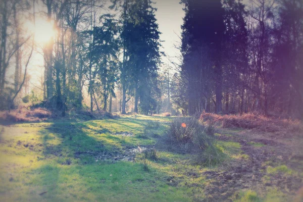 Basso sole tra gli alberi nel bosco — Foto Stock