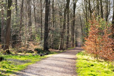 Ormandaki ağaçlar sayesinde düşük güneş