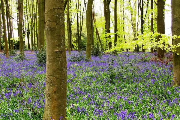 Blauglocken wachsen auf einem englischen Waldboden — Stockfoto