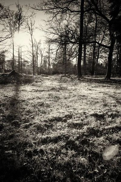 Tief stehende Sonne durch Bäume im Wald — Stockfoto