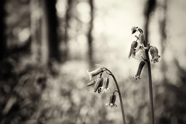 Bluebells crescendo em um chão de floresta inglês — Fotografia de Stock