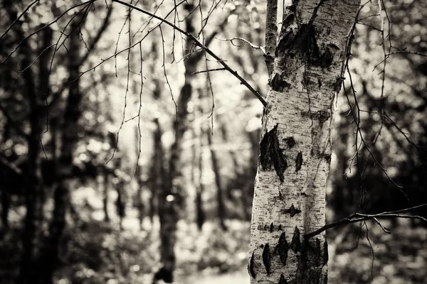 Floresta inglesa ganhando vida na primavera — Fotografia de Stock