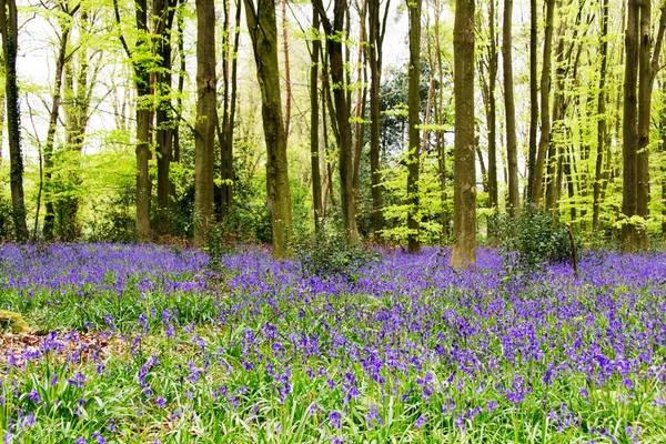 Blauglocken wachsen auf einem englischen Waldboden lizenzfreie Stockfotos