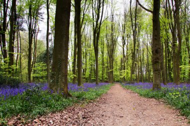 İngilizce bir ormanlık yerde büyüyen bluebells