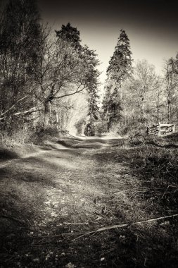 Ormandaki ağaçlar sayesinde düşük güneş
