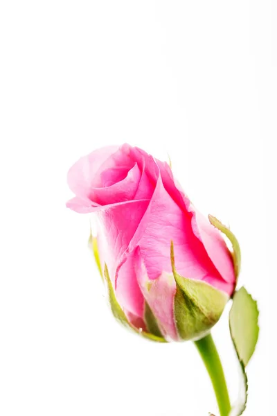 Rose délicate sur fond blanc uni — Photo