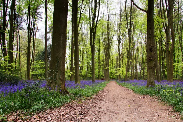 Blauglocken wachsen auf einem englischen Waldboden — Stockfoto