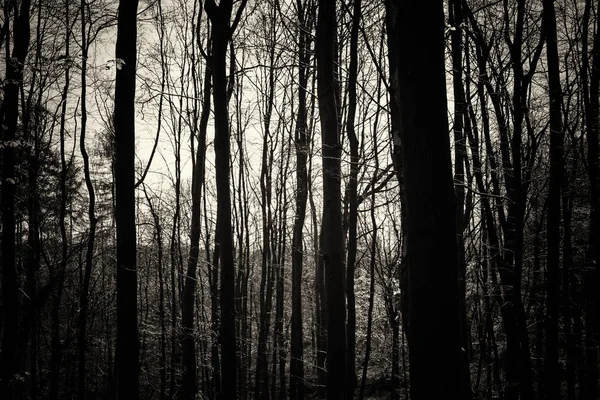 숲에서 나무를 통해 낮은 태양 — 스톡 사진