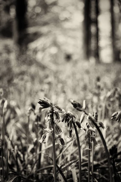 Bluebells growing on an english woodland floor — Stock Photo, Image