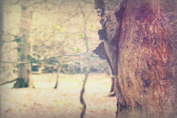 Englischer Wald erwacht im Frühling zum Leben — Stockfoto
