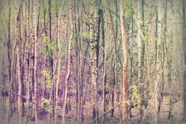 Floresta inglesa ganhando vida na primavera — Fotografia de Stock