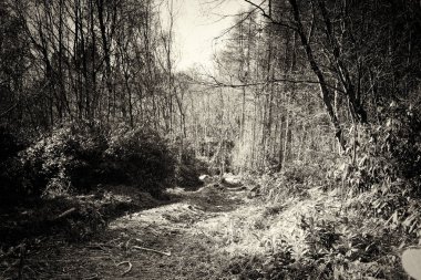 Ormandaki ağaçlar sayesinde düşük güneş