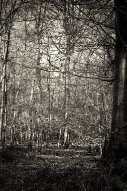 Ormandaki ağaçlar sayesinde düşük güneş