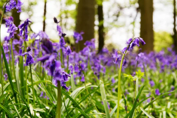 Blauglocken wachsen auf einem englischen Waldboden — Stockfoto