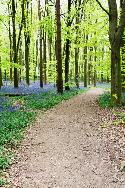 Blauglocken wachsen auf einem englischen Waldboden — Stockfoto