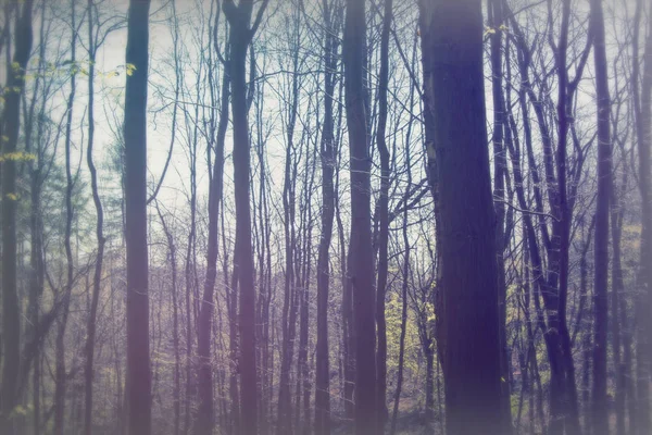 Basso sole tra gli alberi nel bosco — Foto Stock
