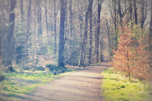 Baixo sol através de árvores na floresta — Fotografia de Stock