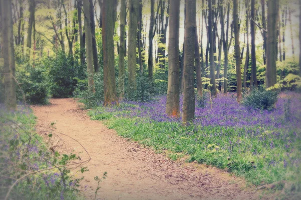 Bluebells growing on an english woodland floor — Stock Photo, Image