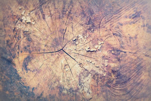 Close up of sawn tree trunks with rings — Stock Photo, Image