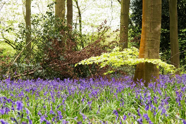 BlueBell che crescono su un pavimento boschivo inglese — Foto Stock