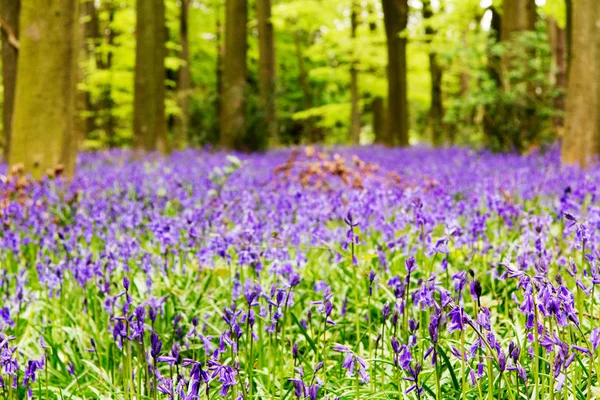 Blauglocken wachsen auf einem englischen Waldboden — Stockfoto