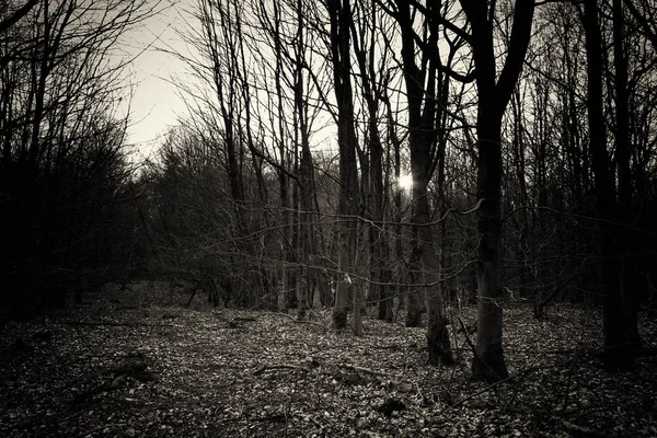 Sol bajo a través de los árboles en el bosque —  Fotos de Stock