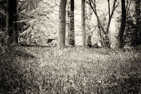 Колокольчики растут на английском деревянном полу — стоковое фото