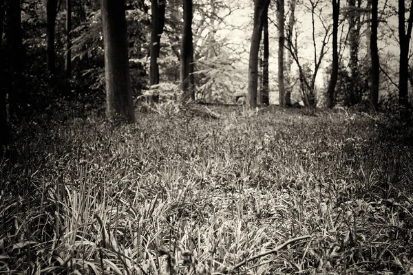 Колокольчики растут на английском деревянном полу — стоковое фото
