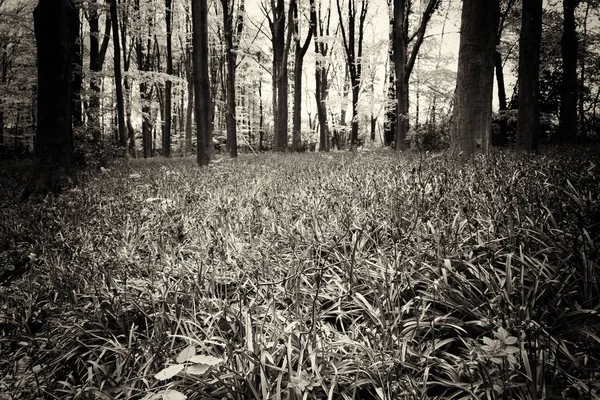 Kłoda, rosnące na angielski piętro lasów — Zdjęcie stockowe