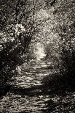 Ormandaki ağaçlar sayesinde düşük güneş