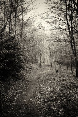 Ormandaki ağaçlar sayesinde düşük güneş