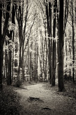 İngilizce bir ormanlık yerde büyüyen bluebells