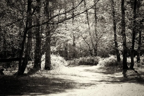 Jön az élet tavaszán angol erdők — Stock Fotó