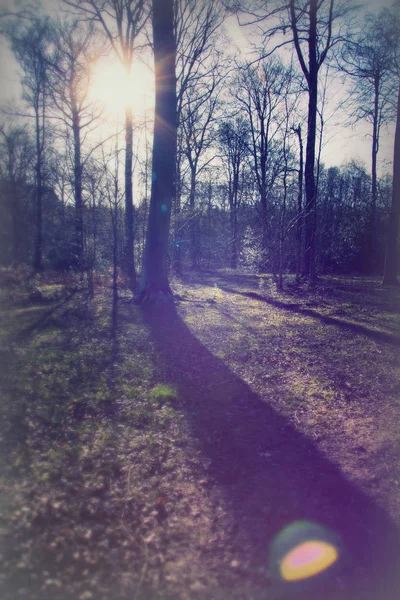 Низкое солнце сквозь деревья в лесу — стоковое фото