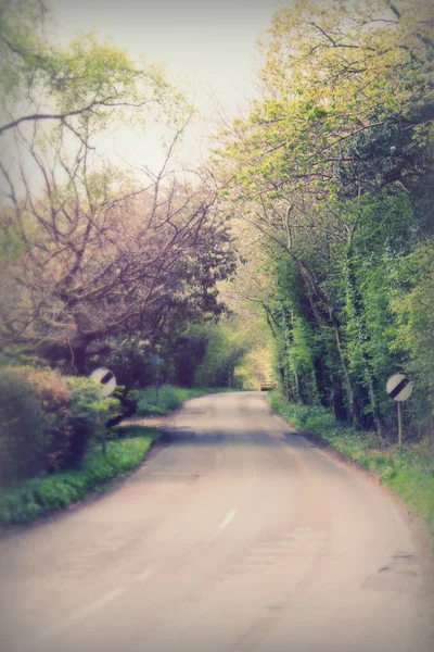 Country road going through woods and trees — Stock Photo, Image