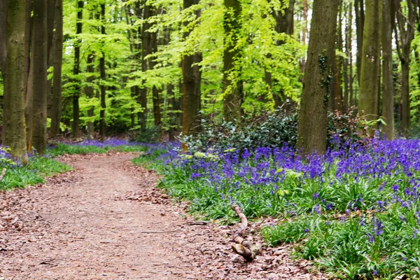 Blauglocken wachsen auf einem englischen Waldboden — Stockfoto