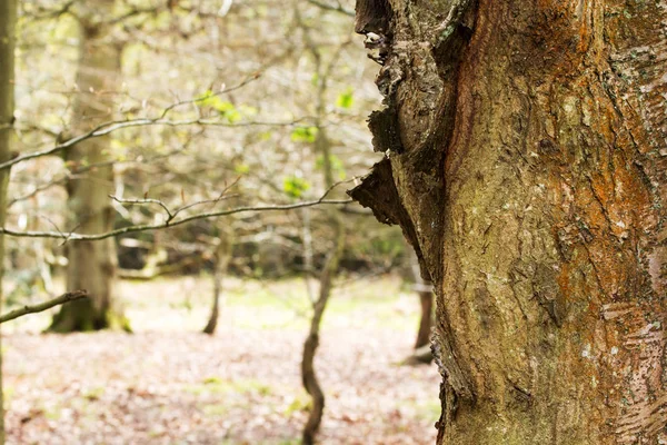 Bosque inglés cobrando vida en primavera —  Fotos de Stock