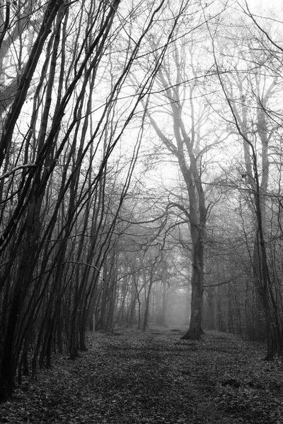 Bosque inglés en una nebulosa mañana brumosa —  Fotos de Stock